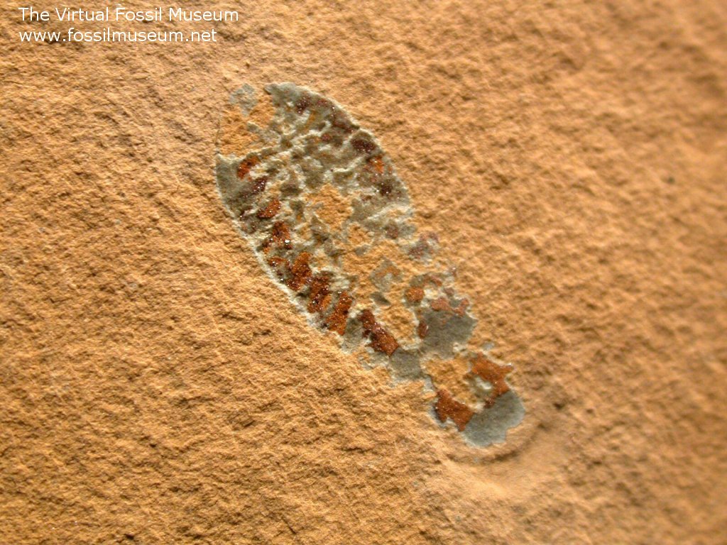 Aglaspid from Utah