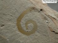 Annelida Worm Fossil