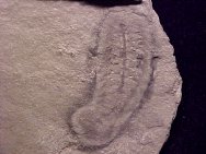 Emeraldella Arthropod Fossil