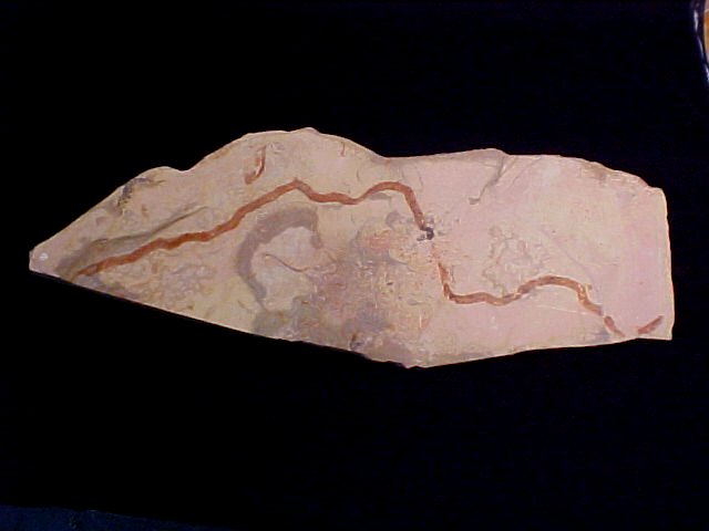 Margaretia dorus Fossil Algae