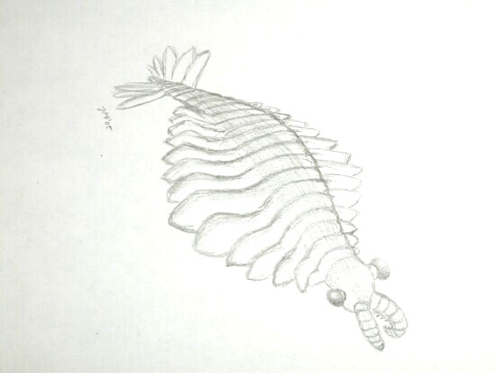 Anomalocaris