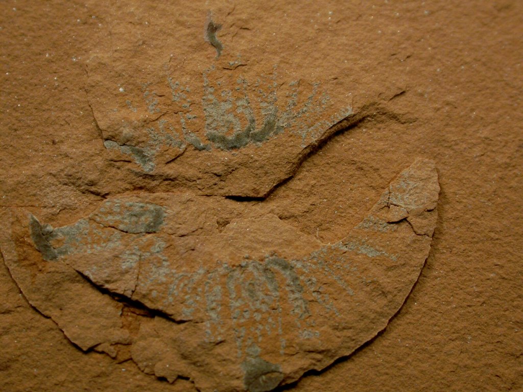 Anomalocaris nathorsti Oral Disk Fossil