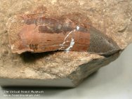 Magalosaurus bucklandi Dinosaur Tooth