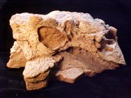 Pinacosaurus