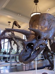 Triceratops skull