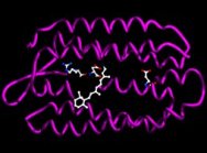 Bacteriorhodopsin protein of Archaean