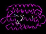 Bacteriorhodopsin protein of Halobacteria Archaea