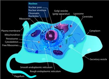 Eukaryotic Animal Cell