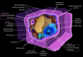 Eukaryotic Plant Cell