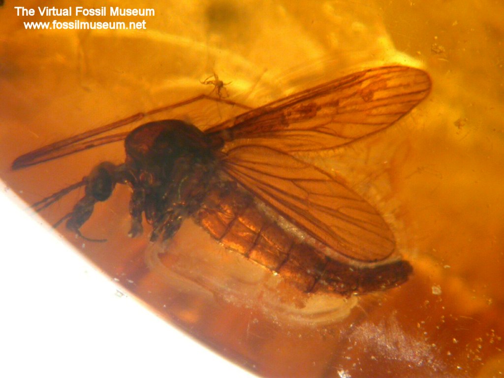  Baltic Amber  Midge