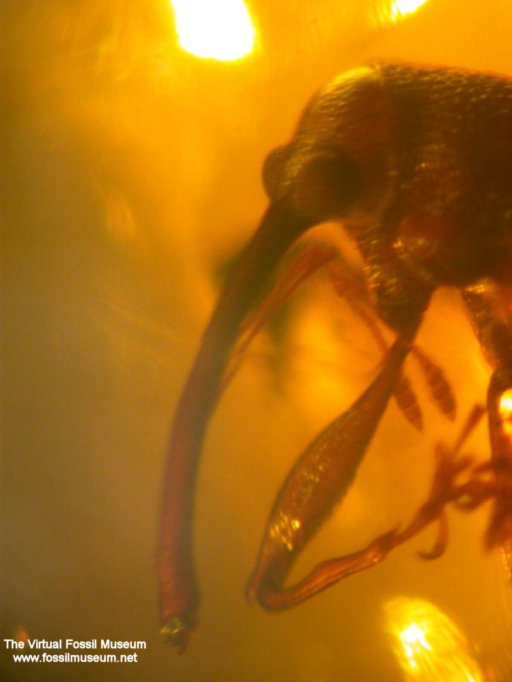 Weevil in Dominican Fossil Amber