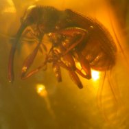 Weevil in fossil amber