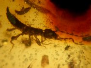 Earwig In Dominican Amber