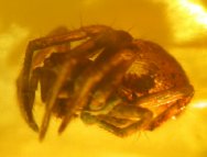 Liocranid Spider in Fossil Amber