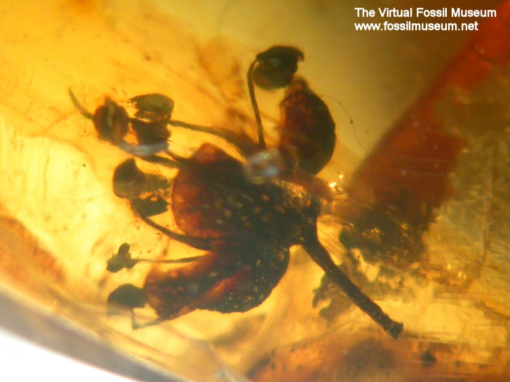 Flower In Dominican Amber