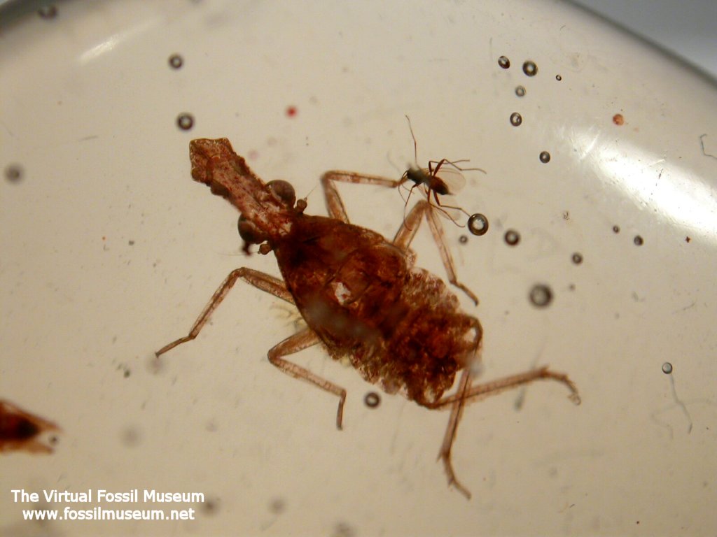 Planthopper fossil in amber