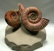 Peltoceratoides and Cosmoceras Ammonites