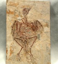 Protopteryx fengningensis Cretaceous bird with feathers