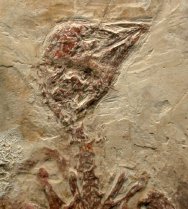 Dinosaur age bird fossil