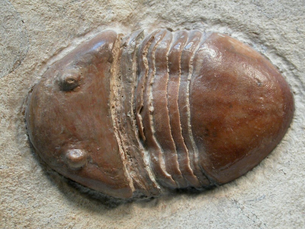 Homotelus Trilobite