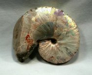 Hoploscaphites nicolletti ammonite