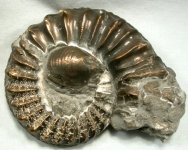 Ammonite and Brachiopod Association