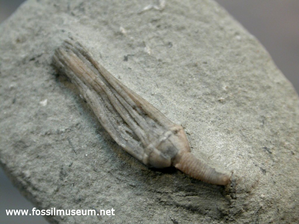 Catillocrinus tennesseeae