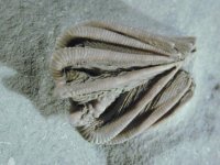 Camerate crinoid Agaricrinus splendens