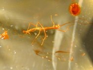 Phasmida or Walking Stick in Fossil Amber