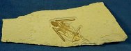 Icaronycteris Green River fossil bat