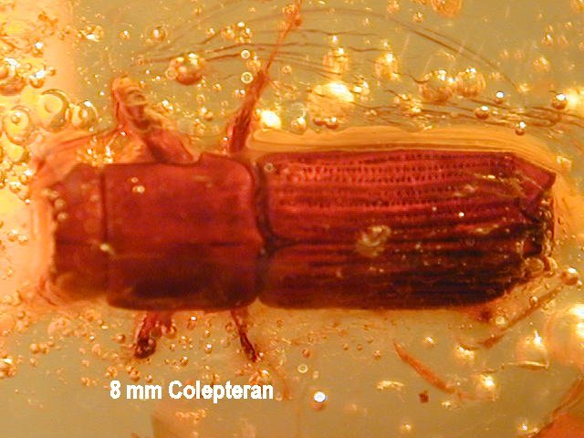 Beetle fossil in amber