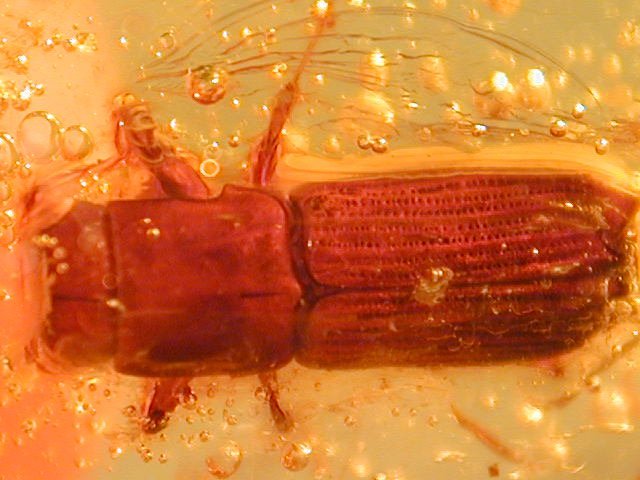 Colepteran fossil in amber