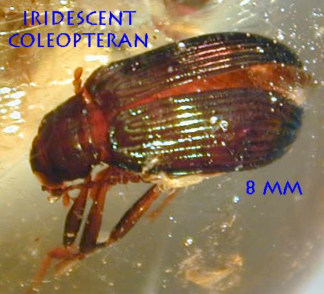 iridescent beetle fossil in amber