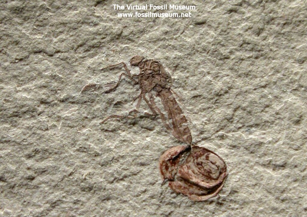 Cretaceous Robberfly Insect Fossil