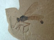 Oligocene Robber Fly