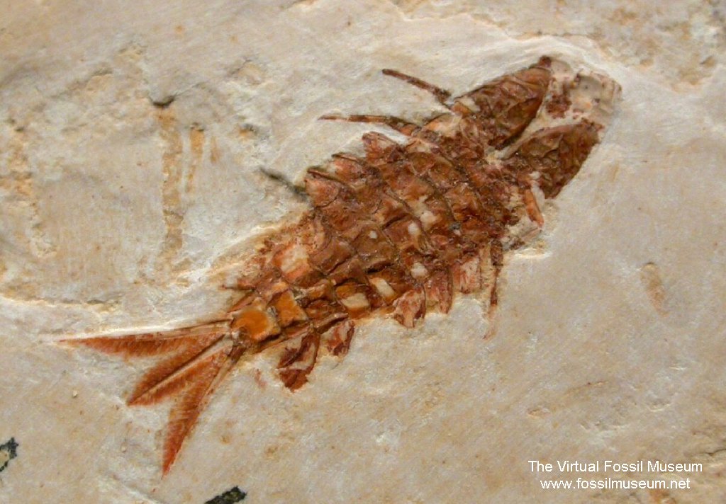 Cretaceous Mayfly Nymph Fossil