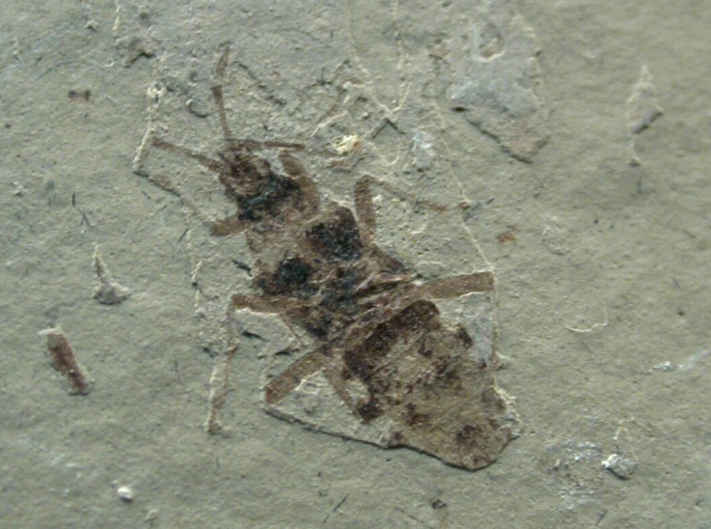 Hemiptera Insect Fossil)