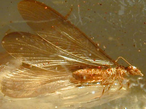 Flying termite, or Alate, in amber