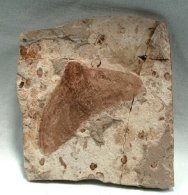 Liaoning Fossil Moth