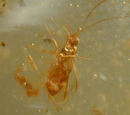 Neuropteran in amber