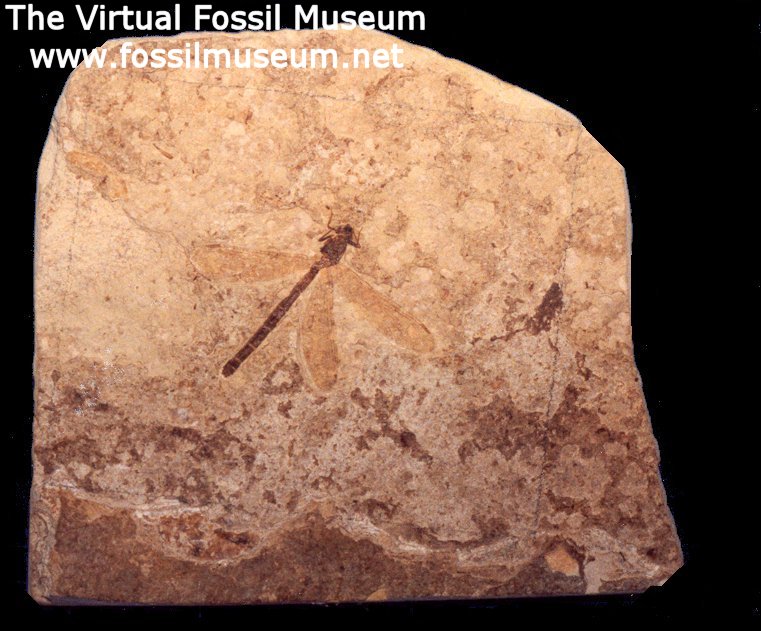 Odonata fossil