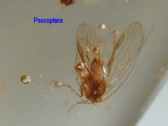 Psocopteran in amber