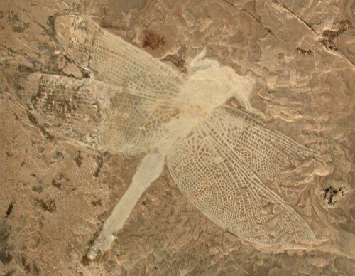 Dragonfly Fossil