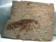 Huge Cretaceous Orthopteran