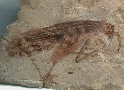 Cretaceous Orthopteran Habrohagla