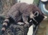 Raccoon