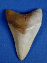 Charcharodon megalodon