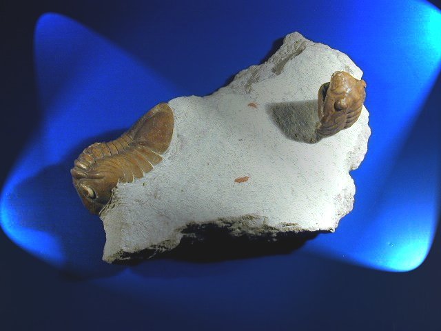 Asaphus delphinus Russian trilobites