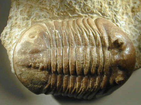 Asaphus expansus Russian trilobites