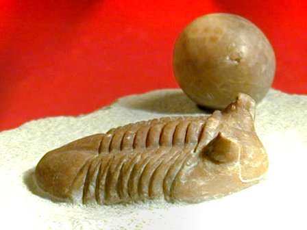 Asaphus kotlukovi Russian Trilobite